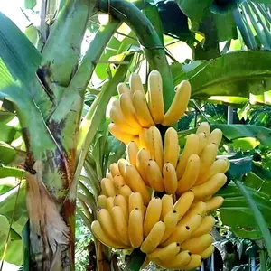 BEST SELLER !!! High Quality Cheapest Price Fresh Green Cavendish Banana From Philippines
