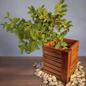 Top Selling Round Shaped Wooden <strong>Planter</strong> for Plants Made of Natural Wood Like Acacia or Mango for Gardening Flower Pot for Plants - Product Image 6