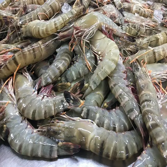 Frozen Shrimp All Seafood Best Quality from Thailand for100% Export Ready to ship OEM support