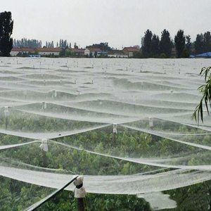Chất lượng cao Trắng <span class=keywords><strong>HDPE</strong></span> Hail-proof <span class=keywords><strong>Net</strong></span> cho cây ăn quả tùy chỉnh cắt để bảo vệ từ mưa đá thiệt hại - Product Image 4