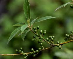 สีเหลืองอ่อน