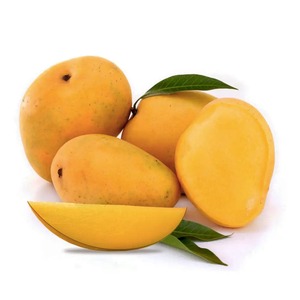 % 100% doğal Kesar Mango sulu ve taze seçilmiş çeşitli