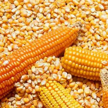 Maïs jaune NON gm pour l'alimentation des animaux