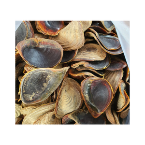 เปลือกหอยทาก Murex Operculum ขัดเงา/เปลือกหอย Murex Operculum ขนาดใหญ่สําหรับงานศิลปะเปลือกหอยจากเวียดนาม - Product Image 1