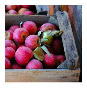 Buy Fresh <strong>Apples</strong> for Sale at Cheap Prices Bulk Orders of Premium Quality <strong>Apples</strong> Available Worldwide Fast Delivery - Product Image 4