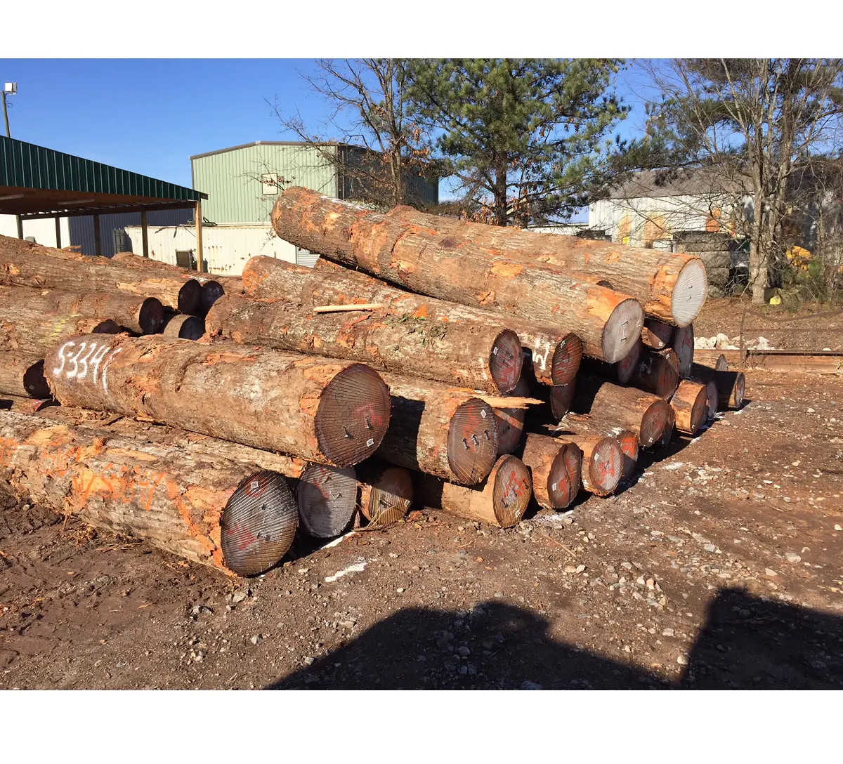 Grumes en bois de cèdre de la plus haute qualité