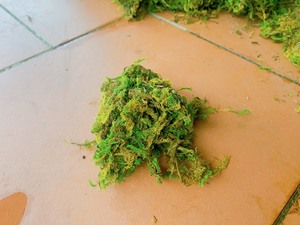 最畅销的森林绿色苔藓种植来自越南的树木保暖 - Product Image 6