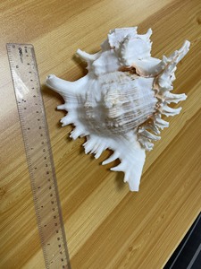 ベトナムの装飾的な天然混合seaShell/ Triton conch shell/輸出用シーシェル-ベトナムからロードする準備ができています - Product Image 5