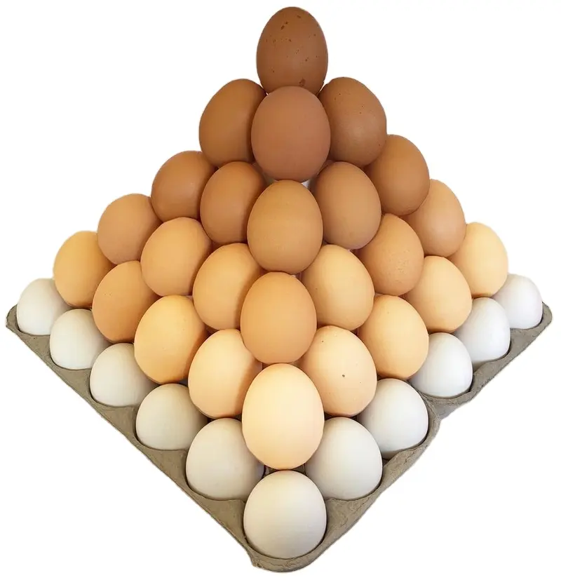 البيض الأبيض العضوي والبني مباشرة من بيض المزرعة للبيع بالجملة بيض الدجاج الأبيض والبني للبيع