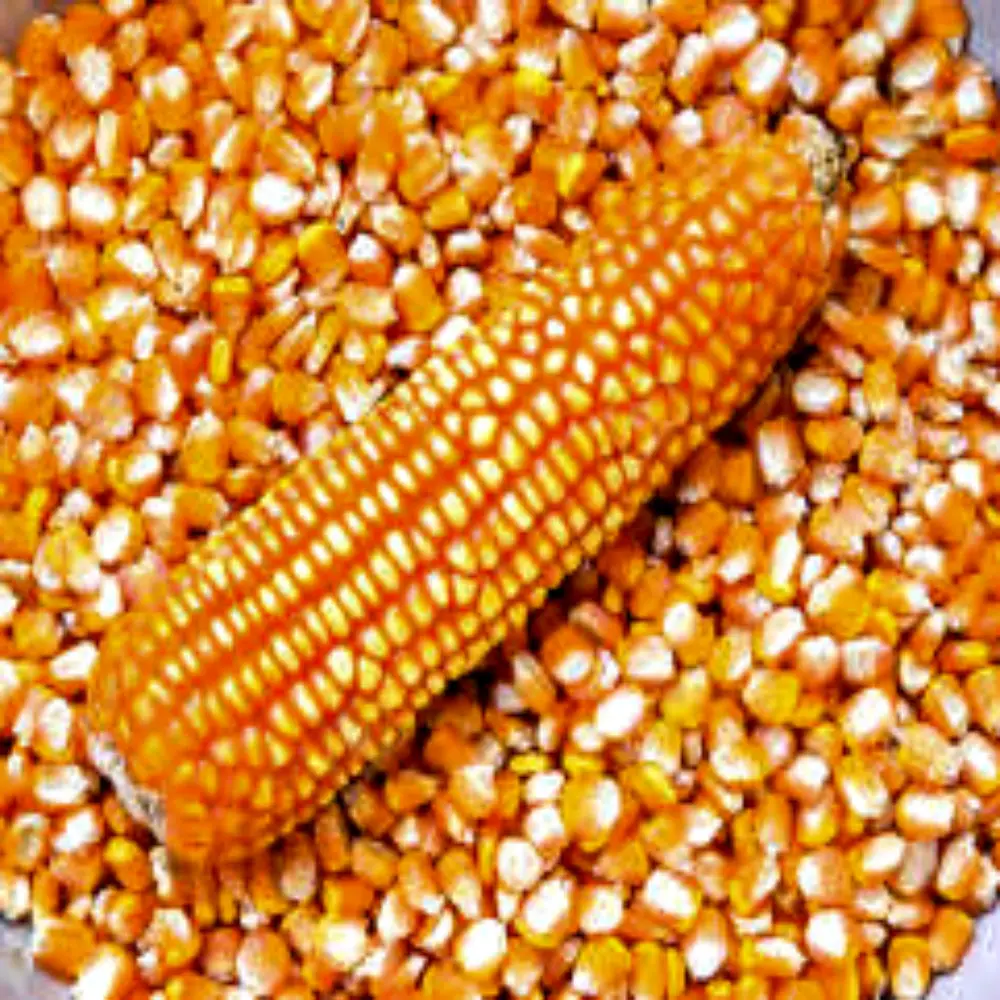 Premium Quality Natural Yellow Corn Dried Yellow Corn Grains For sale