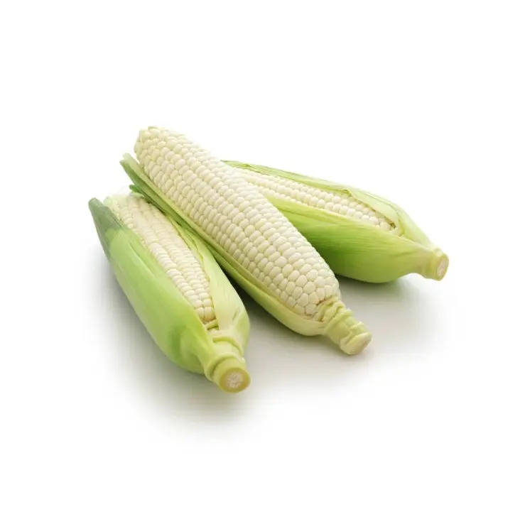 Corn Whitecorn Factory Supply Natural And Fresh Delicious Grains Full And Sweet Waxy Corn