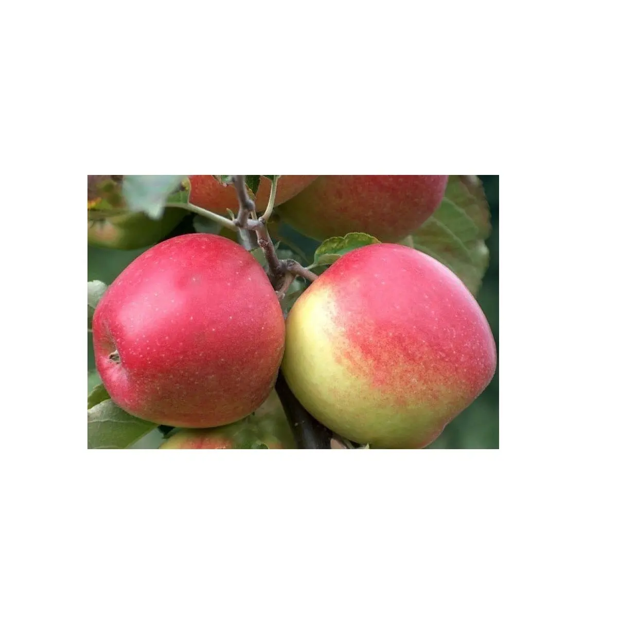 Fournisseur de prix bon marché d'Allemagne Fruits frais Jonagold Apple Fruits au prix de gros avec expédition rapide