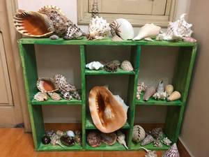 Large Size Trumpet Seashells Triton Seashell Conch <strong>Shells</strong> Natural Sea <strong>Shell</strong> Originated From Vietnam - Product Image 4