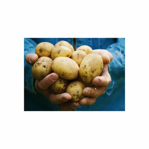Yüksek kalite ile taze tatlı patates sıcak satış tatlı patates mor yam fabrika düşük fiyat paketi ile yeni mahsul tatlı patates - Product Image 5
