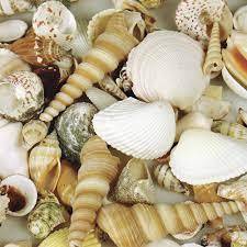 HANDCRAFTED SEASHELLS / SEA BREEZE VIBES / GIFT IDEAS / ORGANIC ELEMENTS - Product Image 4