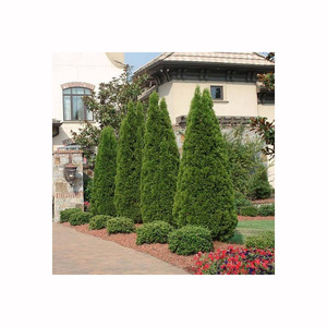 Arborvitaes <strong>Tree</strong> 180 cm Simulation Green <strong>Trees</strong> for Home Decoration - Product Image 4