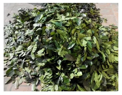 Doğal tip yaşam boyutu sınıf ürünleri ISO kalite toptan kurutulmuş yaprakları tedarikçi kurutulmuş Soursop yaprak 99GD vietnam'dan