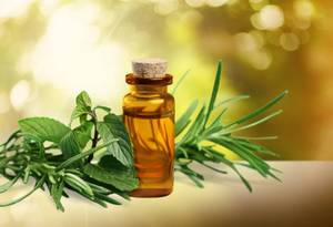 Pure Tea Tree Essential <strong>Oil</strong> for Skin Care and Wellness - 100% Natural Formulation for Export Selling at Economical Price - Product Image 4