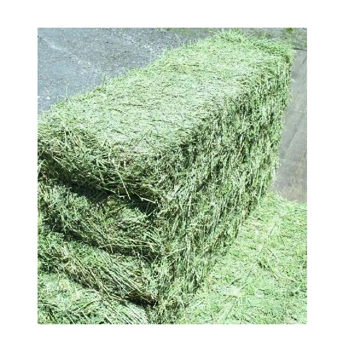 Turkish di alta qualità Alfalfa fieno di avena fieno per la vendita/più venduto Alfalfa fieno/erba medica fieno per l'alimentazione animale