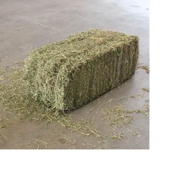 Semilla de alfalfa de la mejor calidad a la venta a precio barato envío rápido