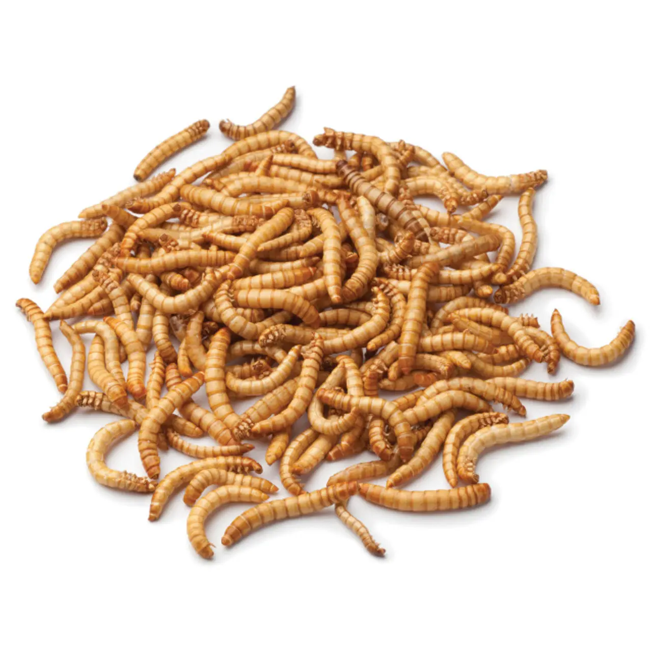 Soldado Preto Seco Moscas Larva Maggots Insetos Mealworms Secos De Alta Proteína Para Atacado 4W Winwin em todo o mundo + 84353773353