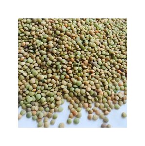 Kırmızı mercimek bütün ve bölünmüş mevcut en iyi kalite-kanada yeşil mercimek - Product Image 3