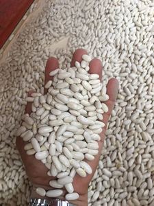德国型浅色斑点芸豆糖豆斑豆待售
