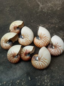 Doğal deniz salyangoz zanaat satmak doğal Triton kabuk/salyangoz kabukları/dekorasyon için Abalone deniz kabuğu, el sanatları - Product Image 6