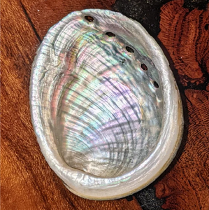 Doğal güney afrika Abalone kabuk leke kase Seashell tütsü brülör standart Abalone kabukları hint ucuz fiyatlarla - Product Image 1