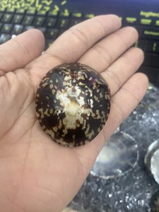 เปลือกหอยพรีเมี่ยม: เปลือกหอย Limpet, Murex Operculum และเปลือกหอยทากในราคาที่ไม่แพง - Product Image 5