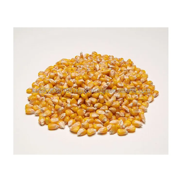 Dried yellow corn animal feed ecological product of Kazakhstan best quality from manufacturer dried corn for sale