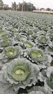 Số lượng lớn người mua hạnh phúc và bán lẻ sẵn sàng tươi Cải bắp từ Việt Nam nam cho nhà nhập khẩu và cho bán buôn (+ 84983028718) - Product Image 2