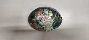 Custom Made Very Nice Natural Abalone <strong>Shells</strong> for Sea <strong>Shell</strong> Stores and Native Jewelry Designers Ideal for Resale for Collection