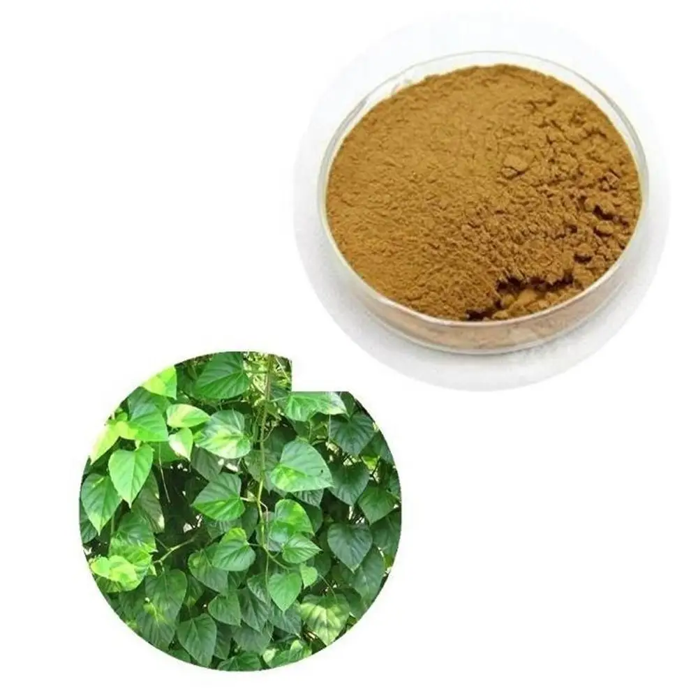 Top Grade Herbal Cissus Quadrangularis Extrato Em Pó Orgânico Cissus Quadrangularis Pó ao melhor preço Da Índia