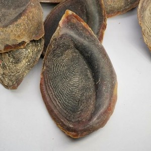 Murex conch operculum貝殻卸売バルク数量オニカoperculeシェルベトナム工場から - Product Image 5