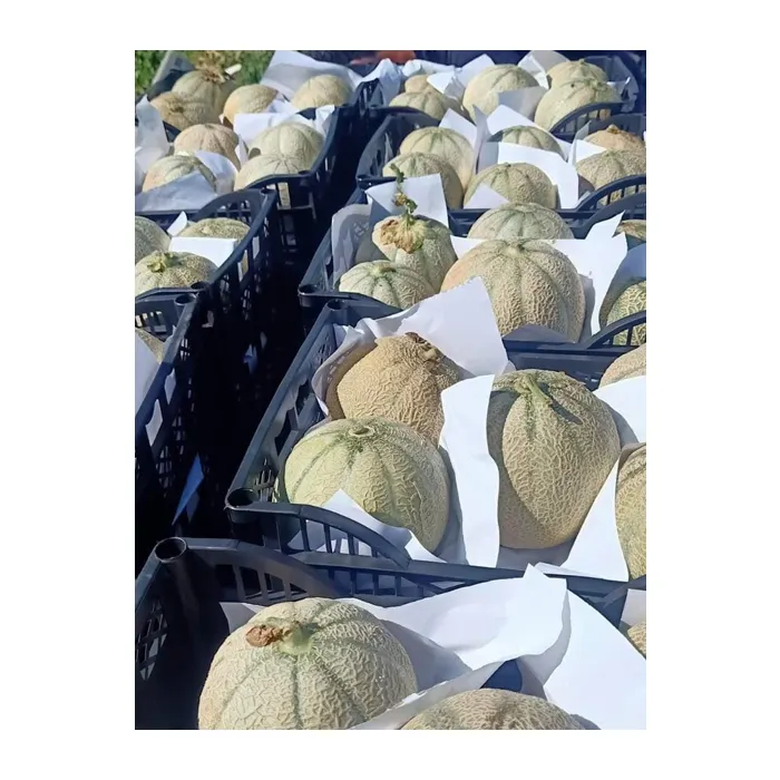 Fabrieksverkoop Best Verkopende Food Grade Biologische Natuurlijke Zoete Heerlijke Verse Meloen Tropisch Fruit