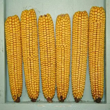 Granos de maíz amarillo de alta calidad, alimentación de maíz para animales