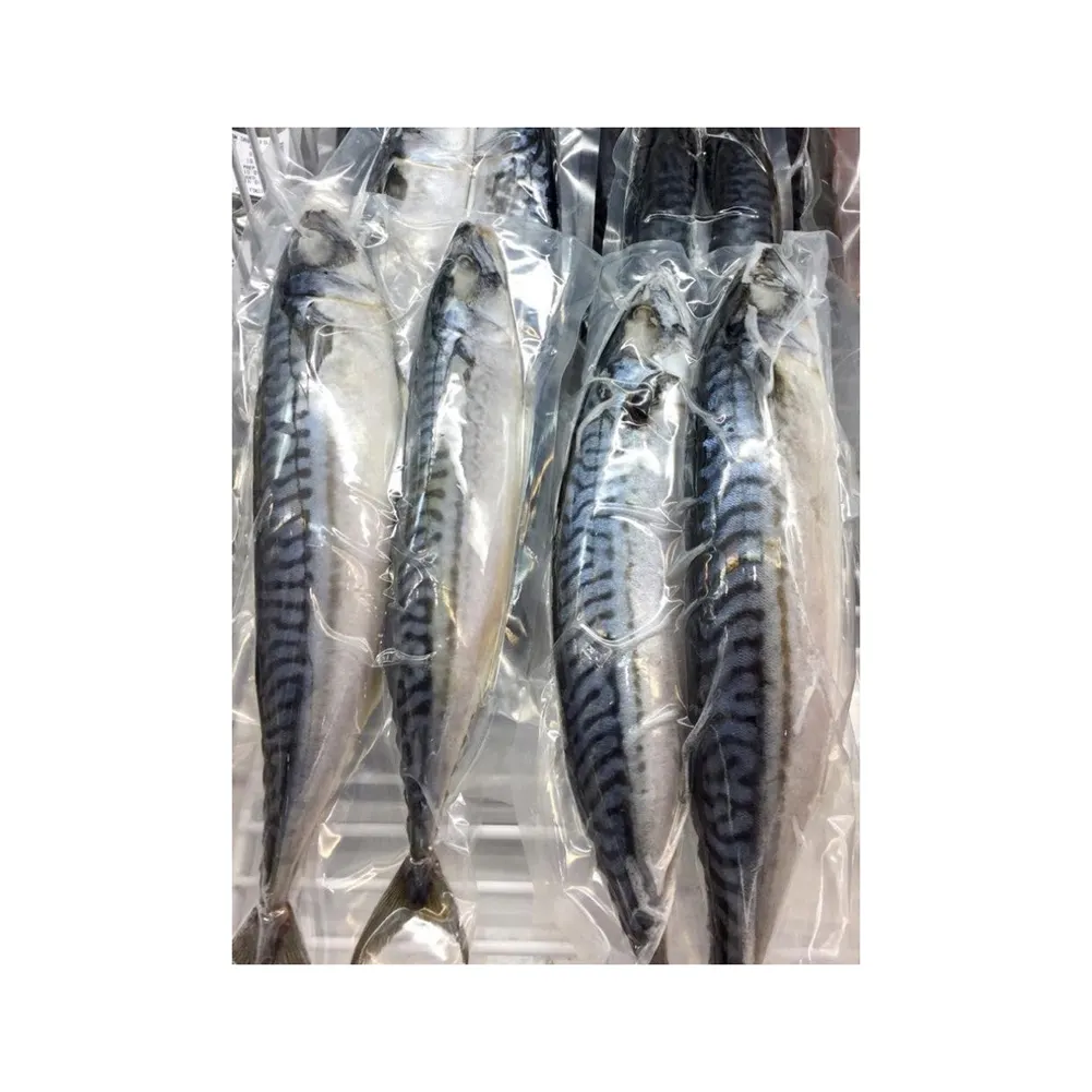 أسماك الماكريل الحصان المجمدة والمأكولات البحرية الصديقة للبيئة أسماك الماكريل المجمدة الأسماك الأسماك المجمدة الأسماك الماكريل المصنوعة من الورق المقوى