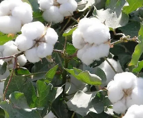 Cotton قطن خام عضوي بسعر تنافسي