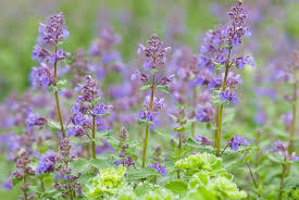 Atacado Fábrica Fabricação Preço a Granel de <span class=keywords><strong>Catnip</strong></span> Óleo Essencial Certificado ISO e Orgânico Premium Alta Qualidade <span class=keywords><strong>Catnip</strong></span> Oil Índia