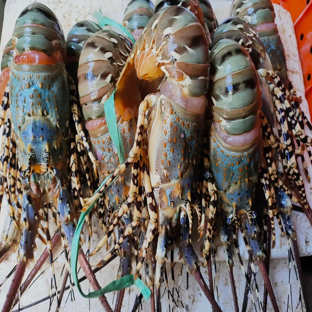 Lagosta de lagosta fresca e congelada premium, caudas de lagosta para venda/lobsters ao vivo/areia brilhante