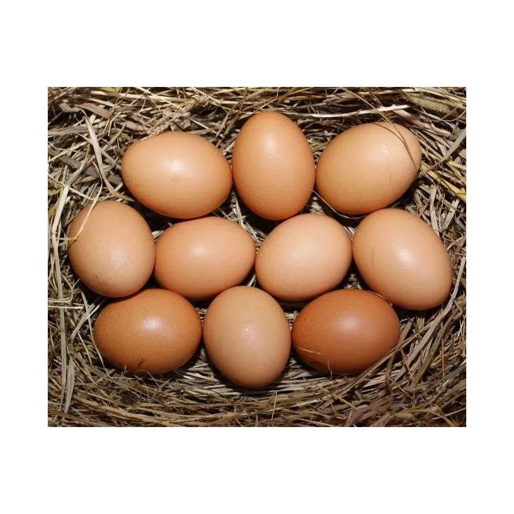 Precio barato al por mayor huevos de gallina frescos para la venta a granel granja pollo fresco huevos marrones para la venta