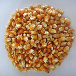 סביר מיובש צהוב תירס תירס, ללא GMO צהוב תירס & לבן תירס/תירס עבור אדם & חיים