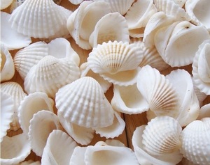 Toptan büyük doğal deniz kabukları deniz salyangoz kabukları beyaz tarak kabukları dekorasyon için Vietnam ihracat hazır - Product Image 4