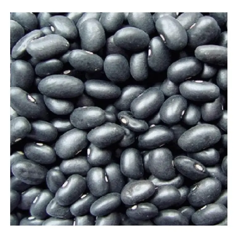 कम थोक मूल्य पर उच्च गुणवत्ता वाले सूखे कार्बनिक काले गुर्दे की बीन्स