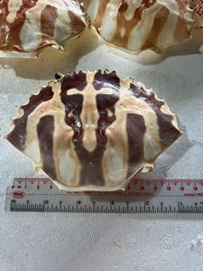 Carb kabuk deniz kabuğu zanaat - Product Image 6