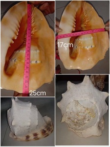 NATURAL GIFT FROM VIETNAM Large Size Trumpet Seashells Triton Seashell Conch <strong>Shells</strong> Natural Sea <strong>Shell</strong> - Product Image 2