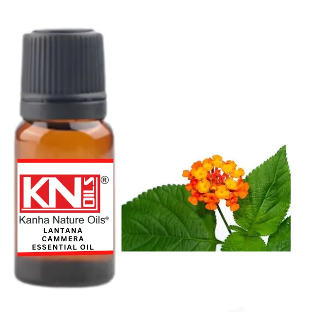 Buy Bulk LANTANA CAMARA ESSENTIAL OIL from india largest and famous manufacture kanha nature oils