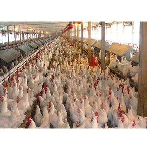 Kế hoạch xây dựng trang trại gia cầm Gà trang trại nhà để 10000 gà chuồng gà thương mại - Product Image 6