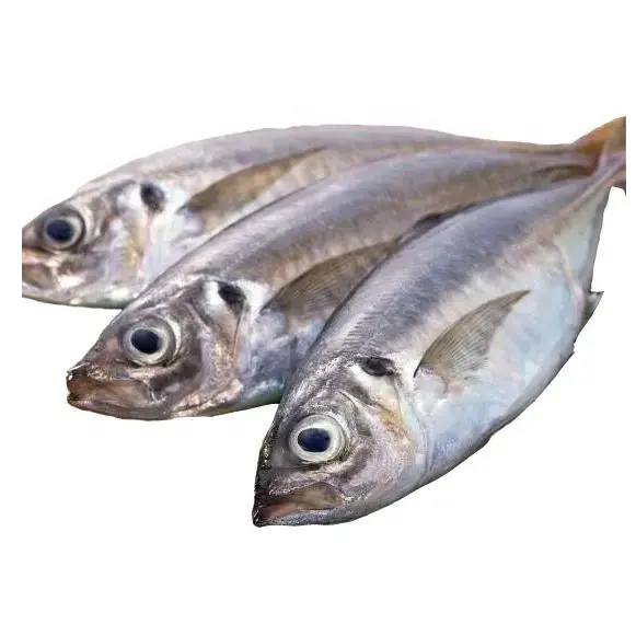 Kualitas tinggi makanan laut frozen horse makarel blok ikan/Pasifik makarel tuna